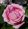 20190605_095219.webp