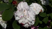 20190605_095208.webp