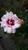20190606_113526.webp