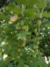 DSCN2350.webp