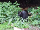 Black.webp