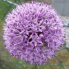 Garten 2019 bis 7.6.2019 1392.webp