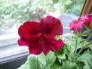 DSCN9680.webp
