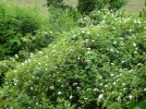 Heckenrose2.webp