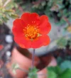 Garten 2019 bis 7.6.2019 1349.webp