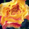 Garten 2019 bis 7.6.2019 1526.webp