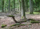 Holzschlange c.webp