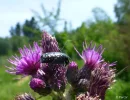 Käfer c.webp