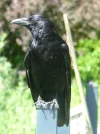 Portrait 2c.webp