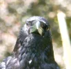 Portrait 3c.webp
