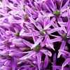 Garten 2019 bis 7.6.2019 1389.webp