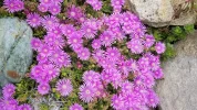 Garten 2019 bis 7.6.2019 1640.webp