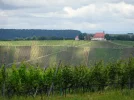 DSC00876.webp
