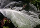 unbekannte Pfanze Detail.webp