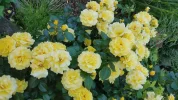 Garten 2019 bis 7.6.2019 1647.webp