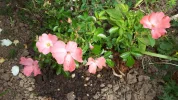 20190615_084628.webp