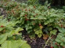 DSCN2357.webp