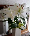20190616_163418 Lilien.webp