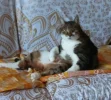 Pez_Bauchiputzen.webp