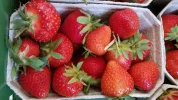 Garten 2019 bis 7.6.2019 1500.webp
