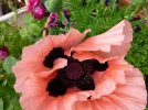 Mohn 1.webp
