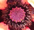 Mohn 2.webp