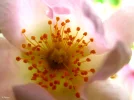 Rose.webp