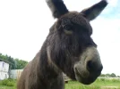 Esel 3.webp