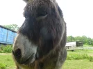 Esel 4.webp