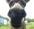 Esel 5.webp