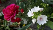 20190617_185056.webp
