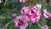 20190617_151259.webp