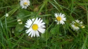 Garten 2019 bis 7.6.2019 1600.webp