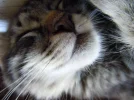 KS.webp