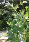Mohnblumen.jpeg.webp