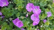 Garten 2019 bis 7.6.2019 1373.webp
