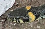 220px-Ringelnatter_(Natrix_natrix)_head.webp
