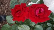 Garten 2019 bis 7.6.2019 1613.webp