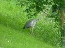 Reiher 2c.webp