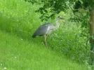 Reiher 3c.webp