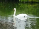 Schwan 1c.webp
