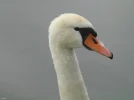 Schwan 3c.webp