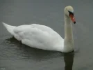 Schwan 2c.webp