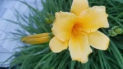 Garten 2019 bis 7.6.2019 1611.webp