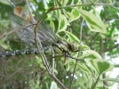 DSCN9712.webp