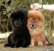 !! Chows schwarz und rot.webp