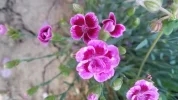 Garten 2019 bis 7.6.2019 1605.webp