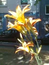 Blume mit Schatten.webp