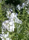 Weisse Blüten.webp