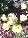 Gelbe Leuchtkraft.webp